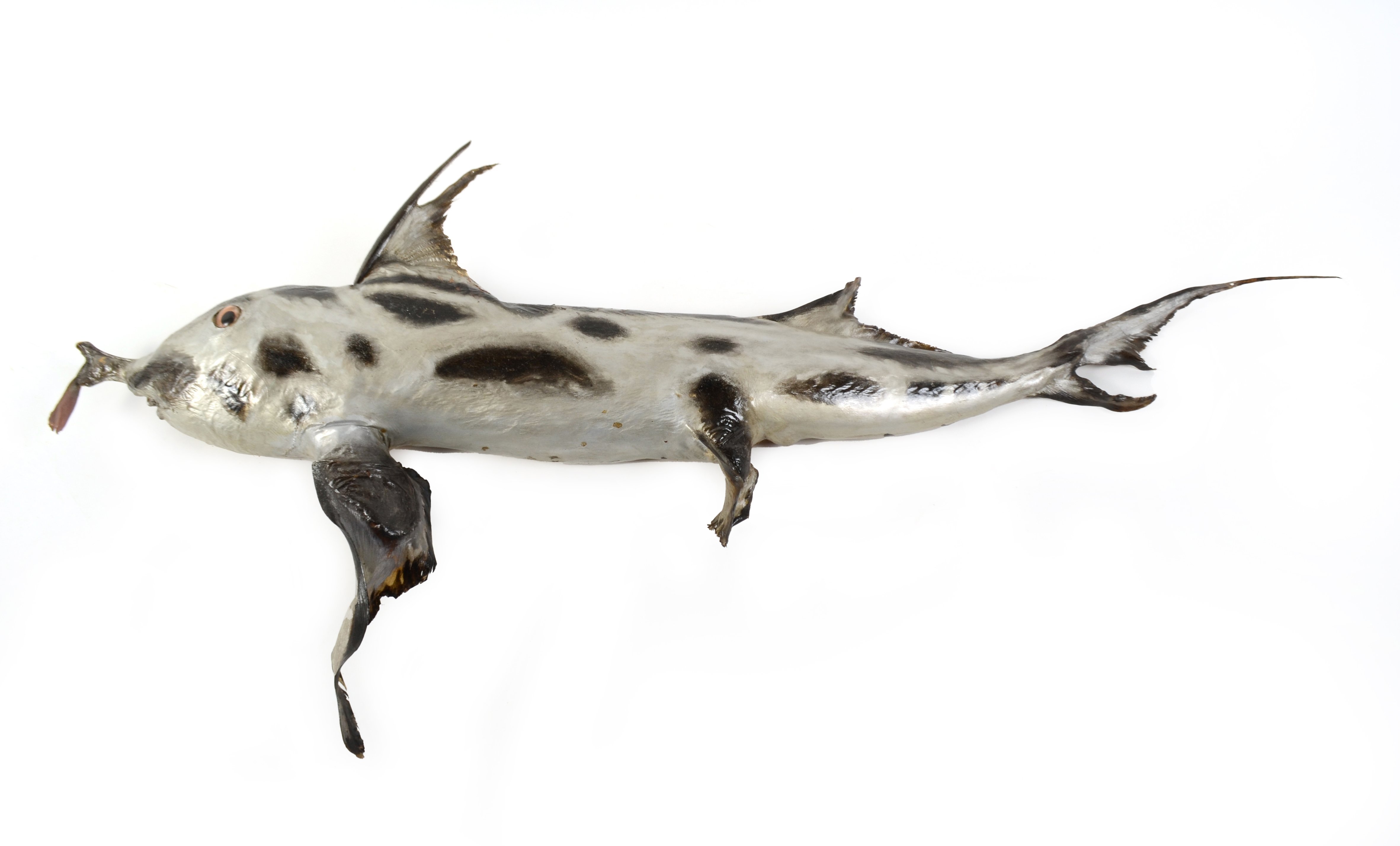 Preserved skin mount of a male makorepe/elephant fish (Callorhinchus milii). Collected from...