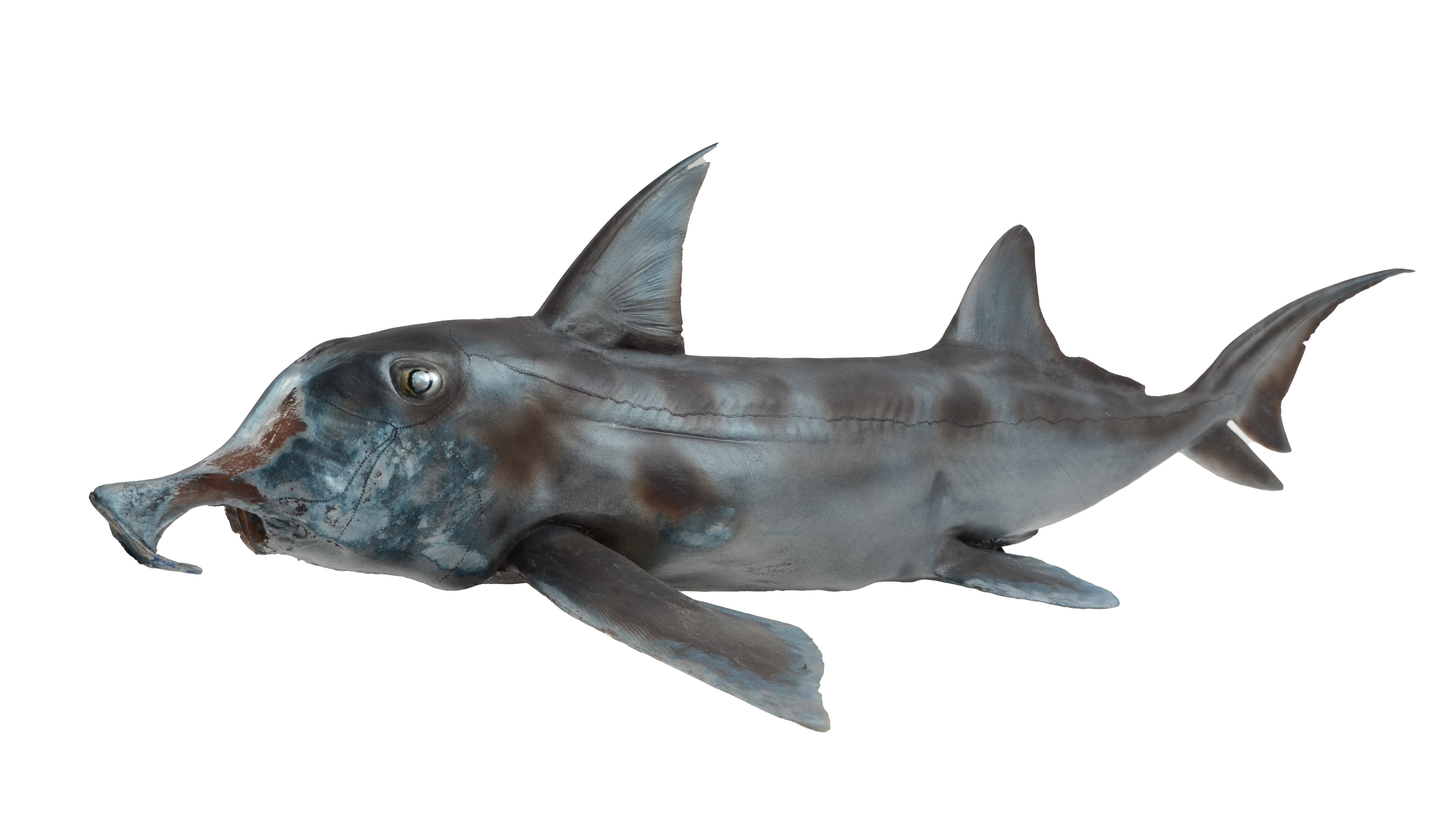 Painted fibreglass cast of a makorepe/elephant fish (Callorhinchus milii).