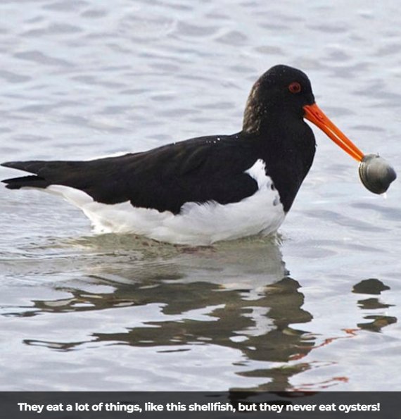 A tōrea variable oystercatcher with a clam from the Ashley estuary. Photo: Steve Attwoods