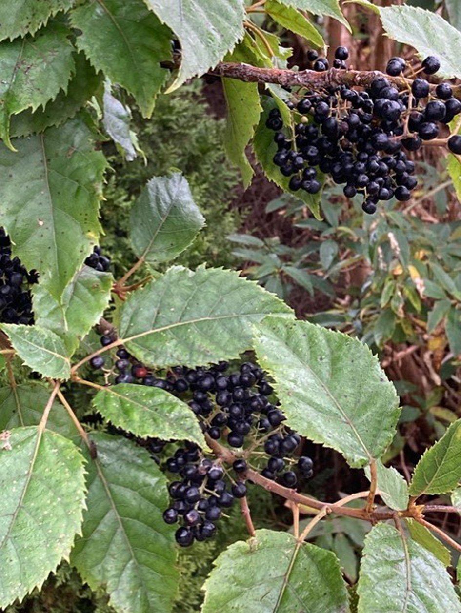 Ripe wineberry fruits (Aristotelia serrata) look remarkably like bunches of grapes.