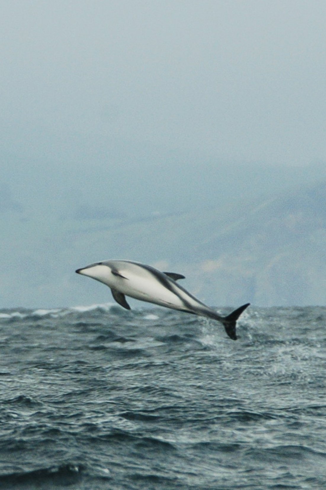 A Hector’s dolphin leaps from the water. Photo: Stephen Jaquiery
