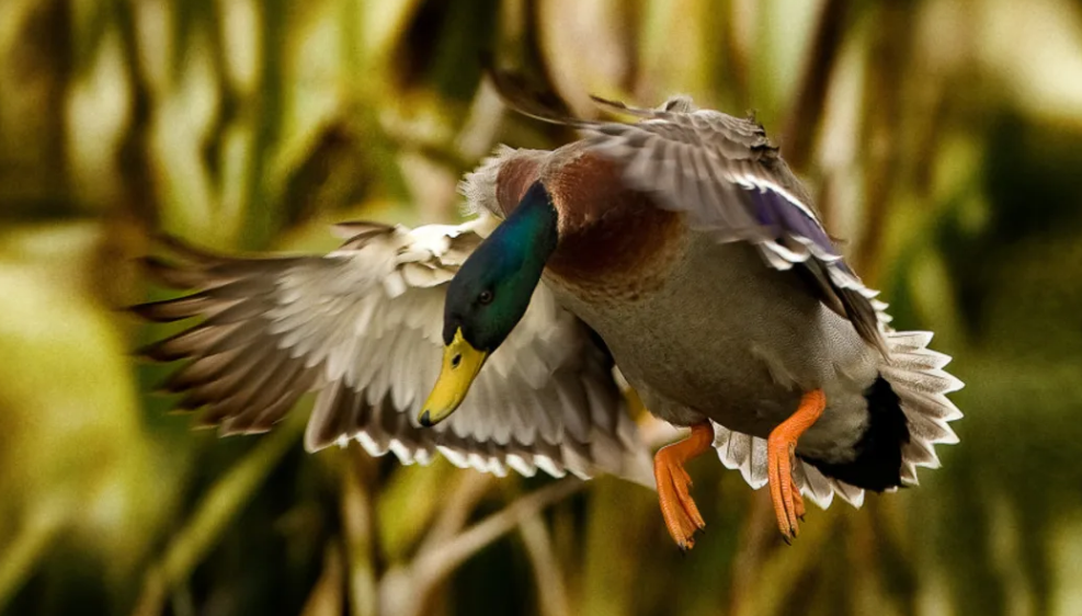 A mallard duck. Photo: Fish and Game 