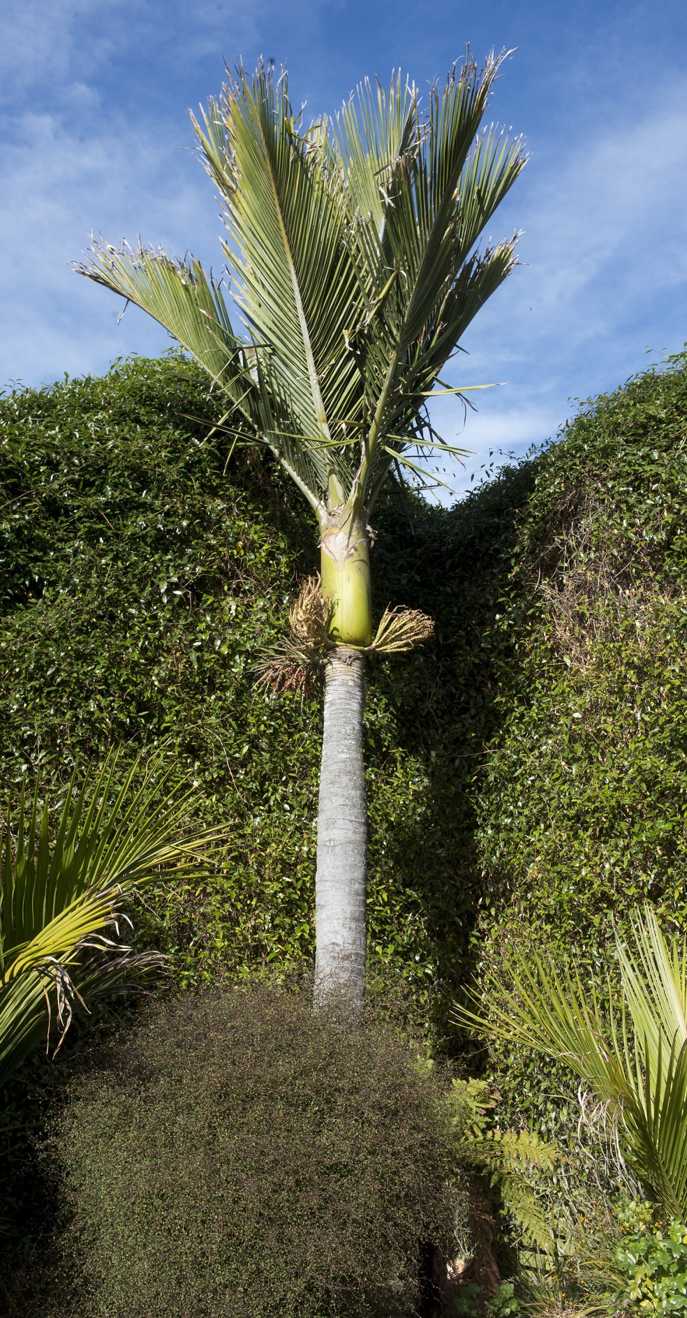 A mature nikau palm in Dunedin Botanic Garden. PHOTO: GERARD O’BRIEN