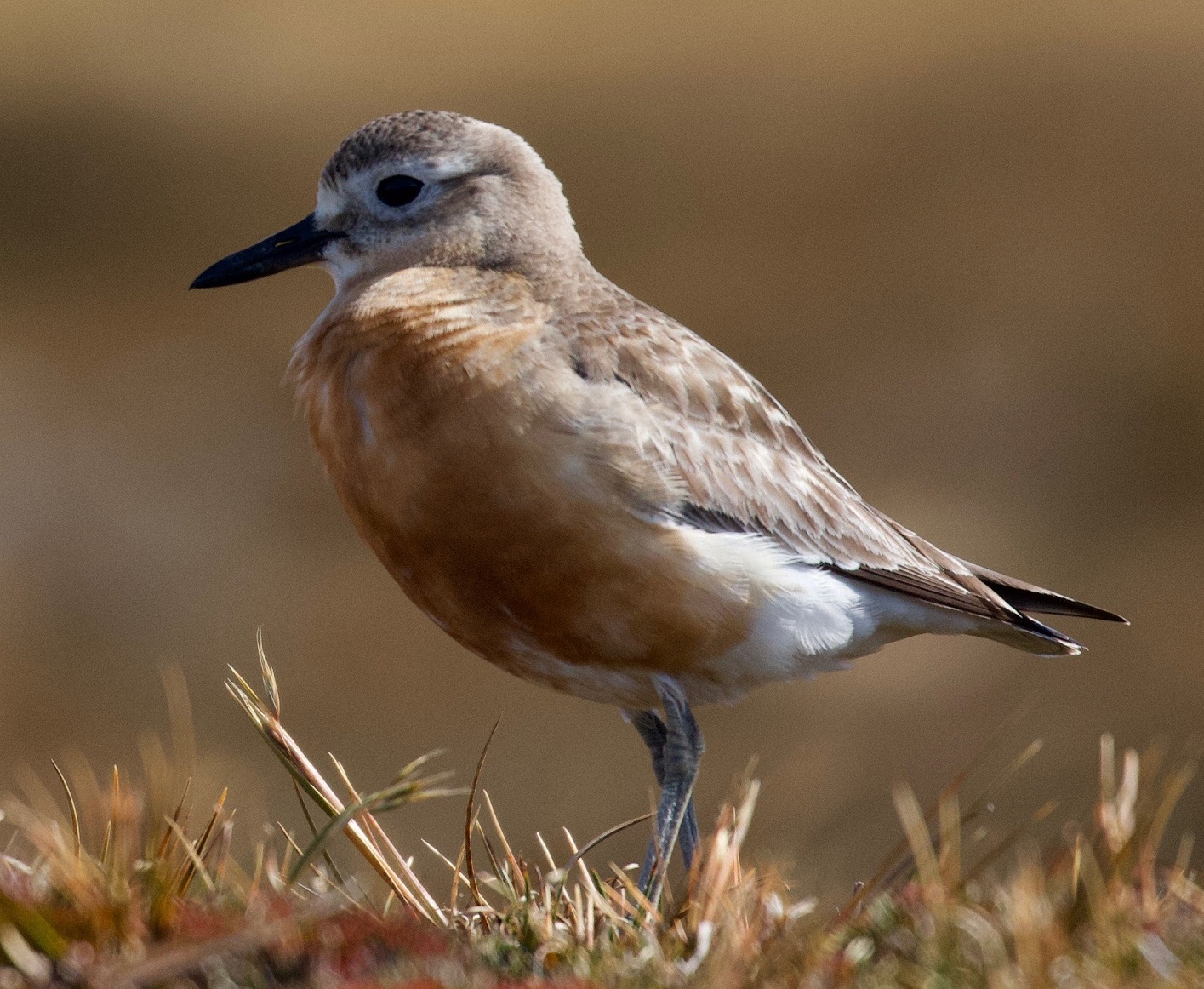 A southern New Zealand dotterel. Photo: supplied
