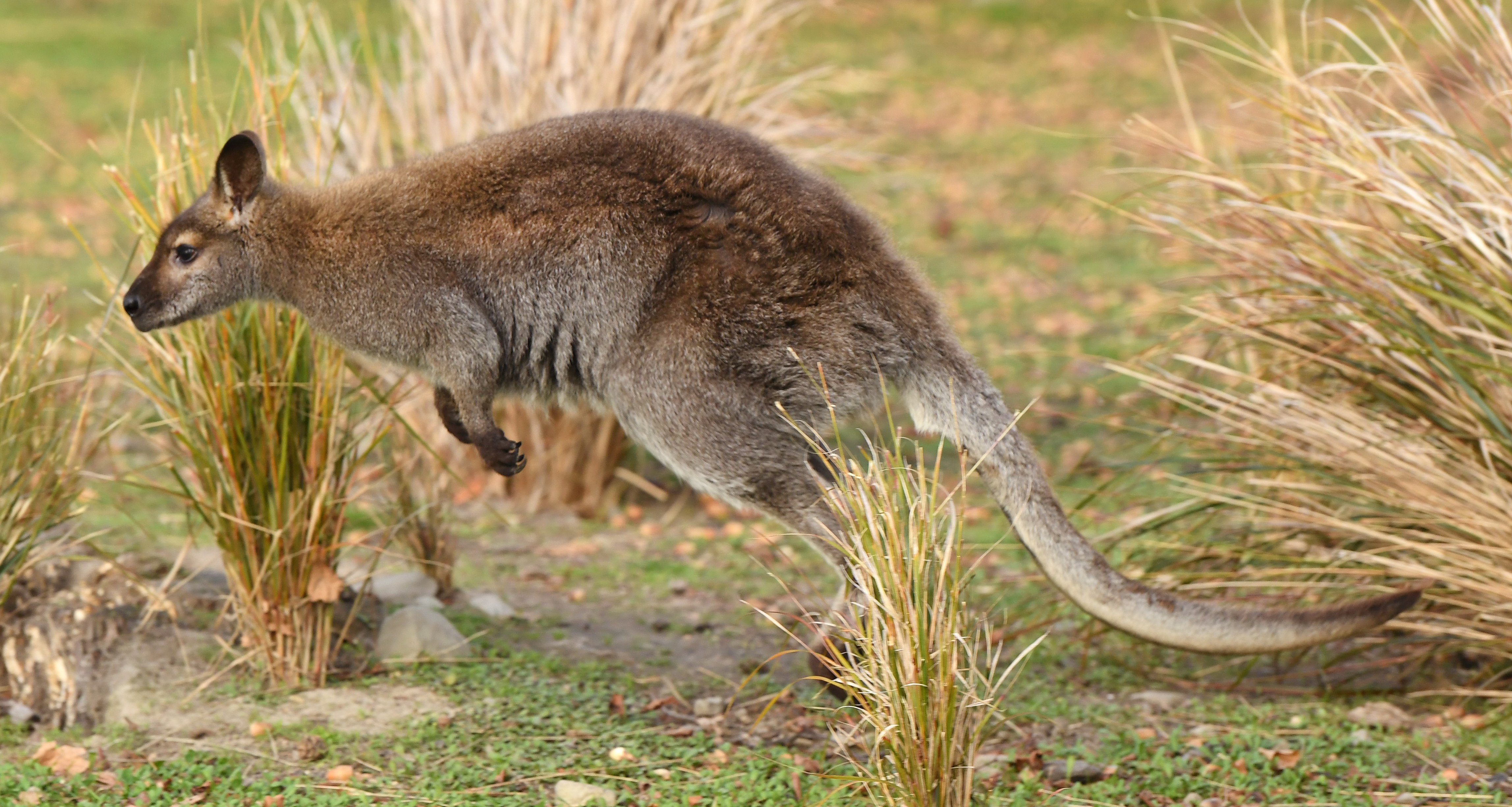 A Bennett’s wallaby hops through tussock. PHOTO: STEPHEN JAQUIERY 