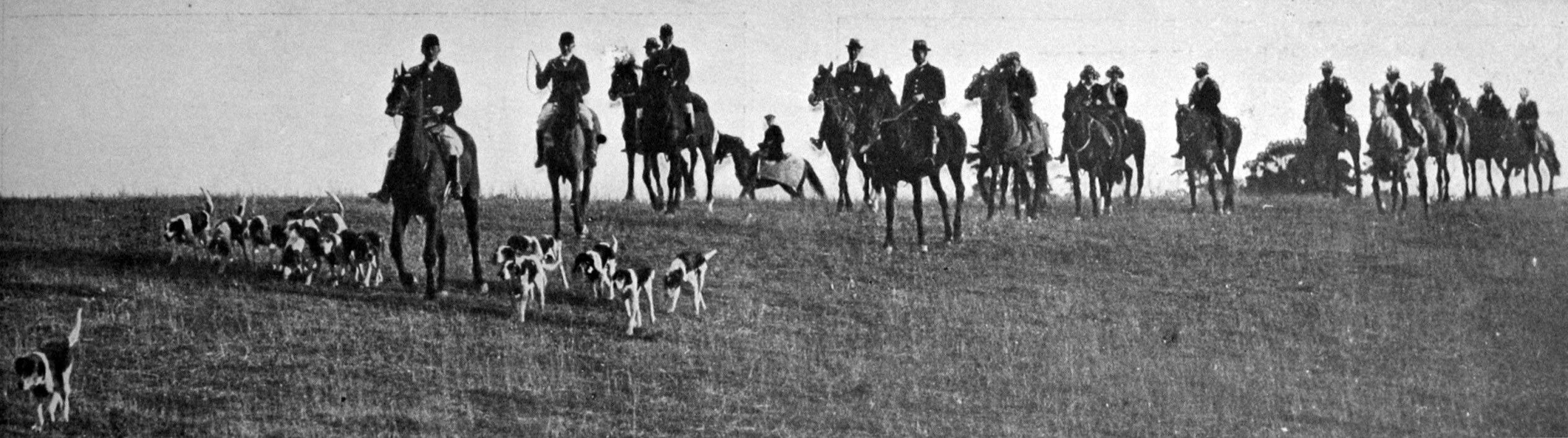 Horses and hounds on their way to an Otago Hunt Club meet. — Otago Witness, 26.8.1924