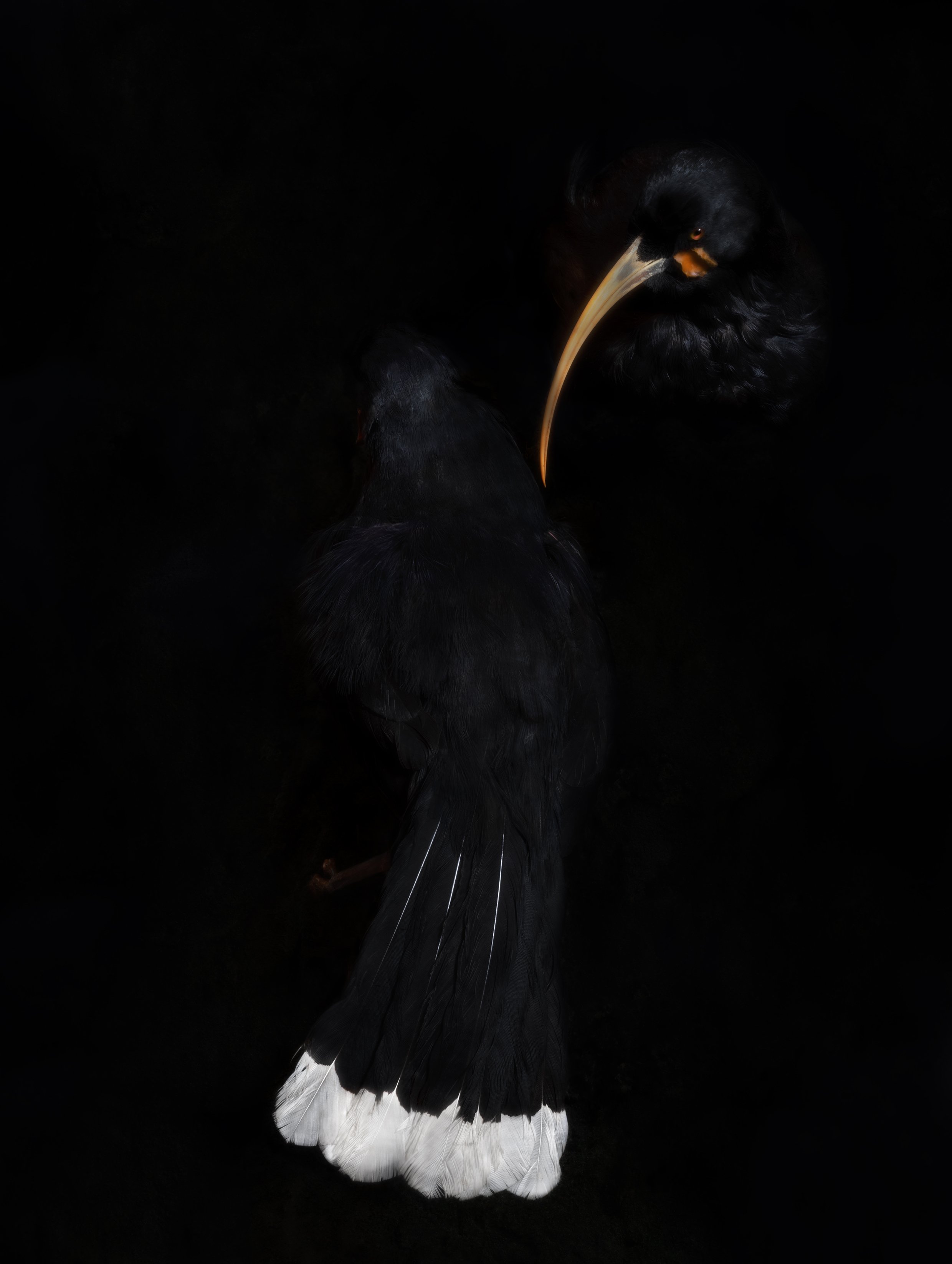 Fiona Pardington, Lovers, Timaru, South Canterbury Museum, 2024, in the exhibition "Te taha o te...