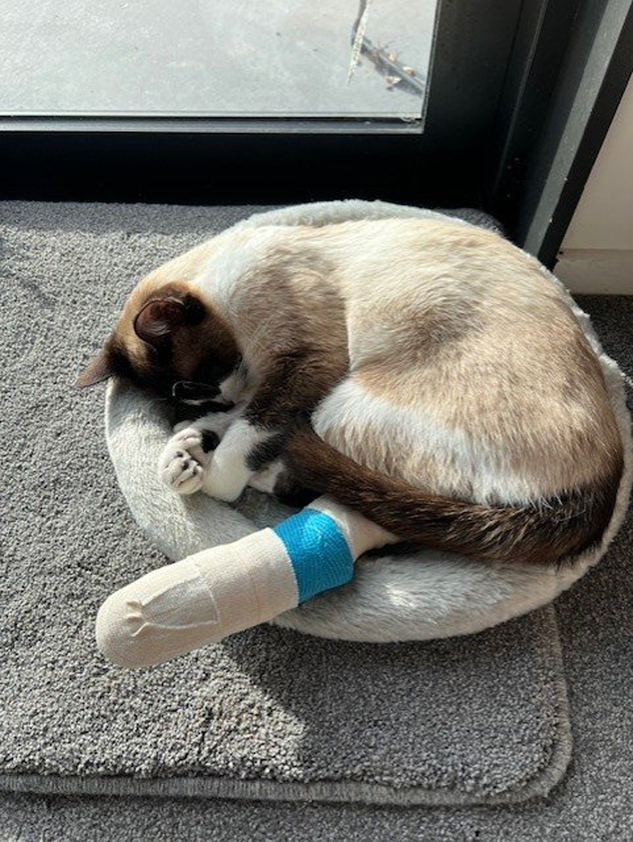 Polo after being bandaged by a vet after being caught in a gin trap. Photos: supplied