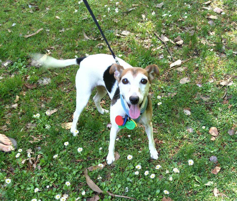 Daisy is being cared for by another Invercargill resident while her owner, Shirley Birt, fights...