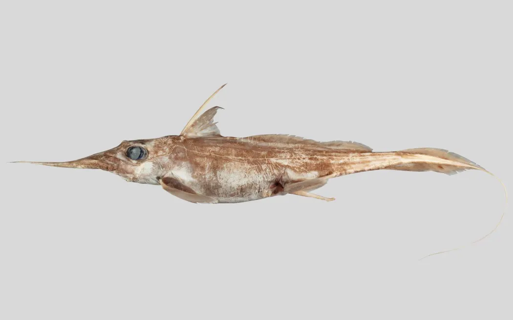 The Australasian narrow-nosed spookfish - scientific name Harriotta avia. Photo: NIWA / supplied