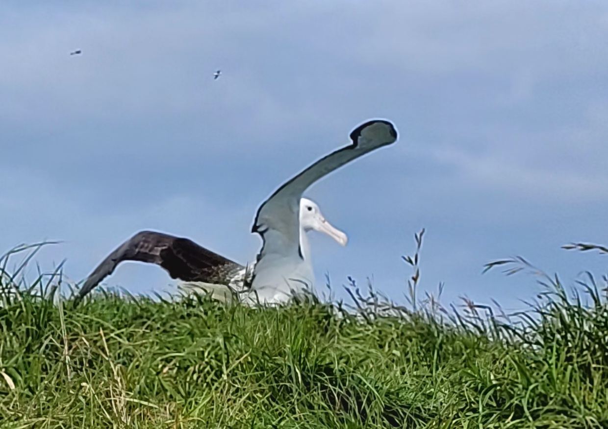 An albatross chick prior to fledging. Photo: Doc