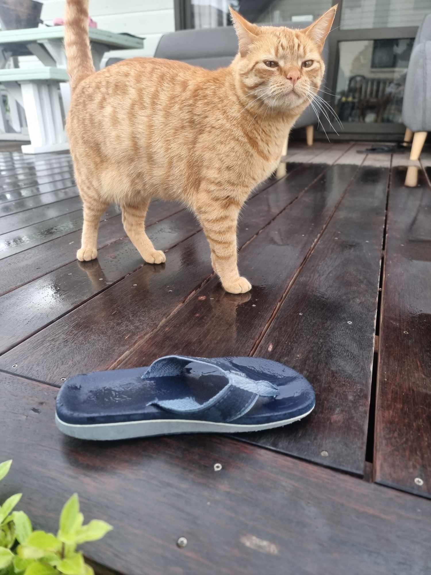 Cat burglar Marlin with the latest item of footwear he has stolen. PHOTO: SUPPLIED