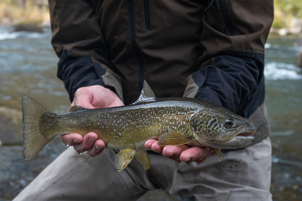 A Southland-led study has found there are benefits to trout fishing far deeper than just netting...