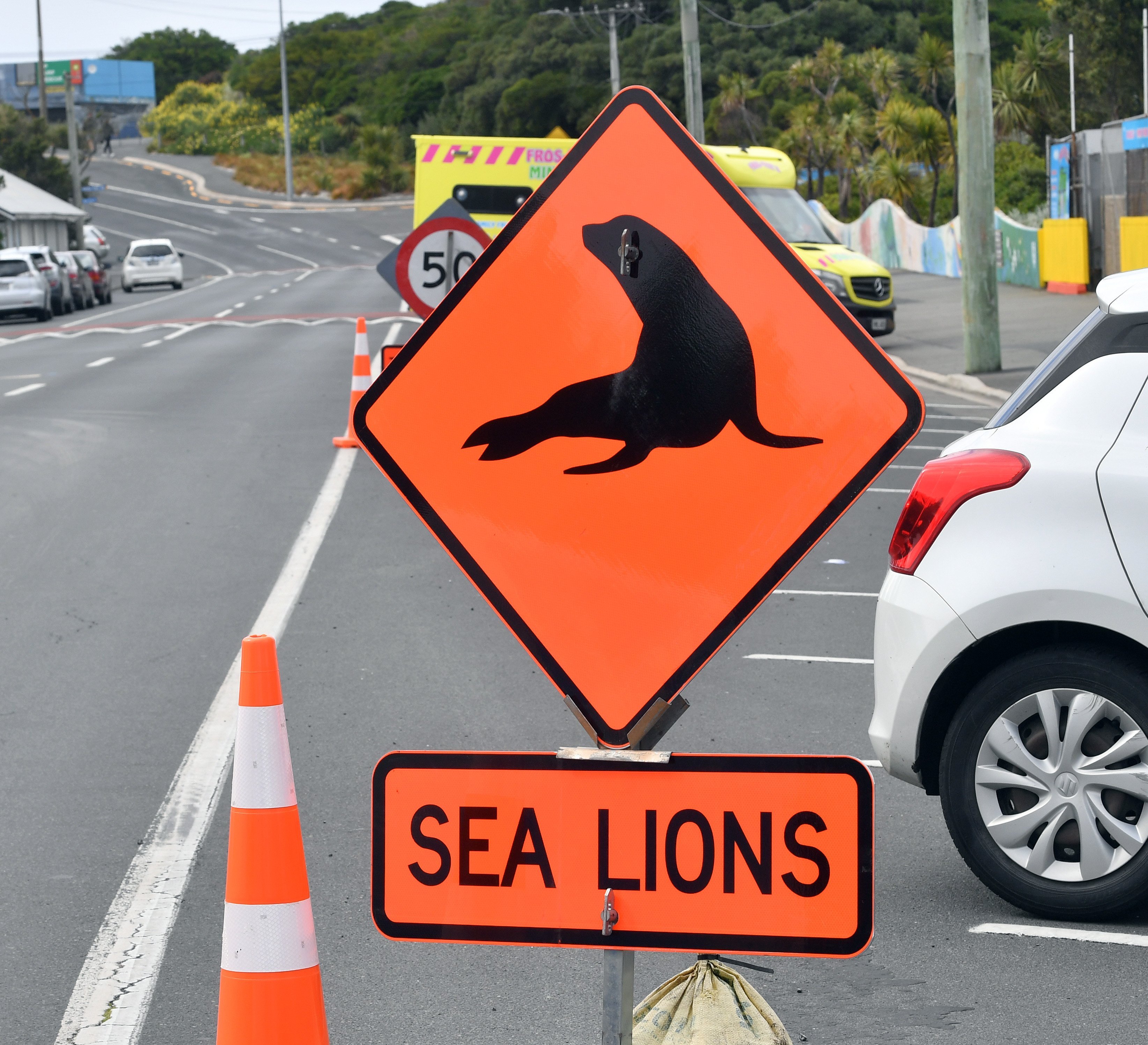 Signs, such as this one in John Wilson Ocean Dr, warn of the marine mammals’ presence.