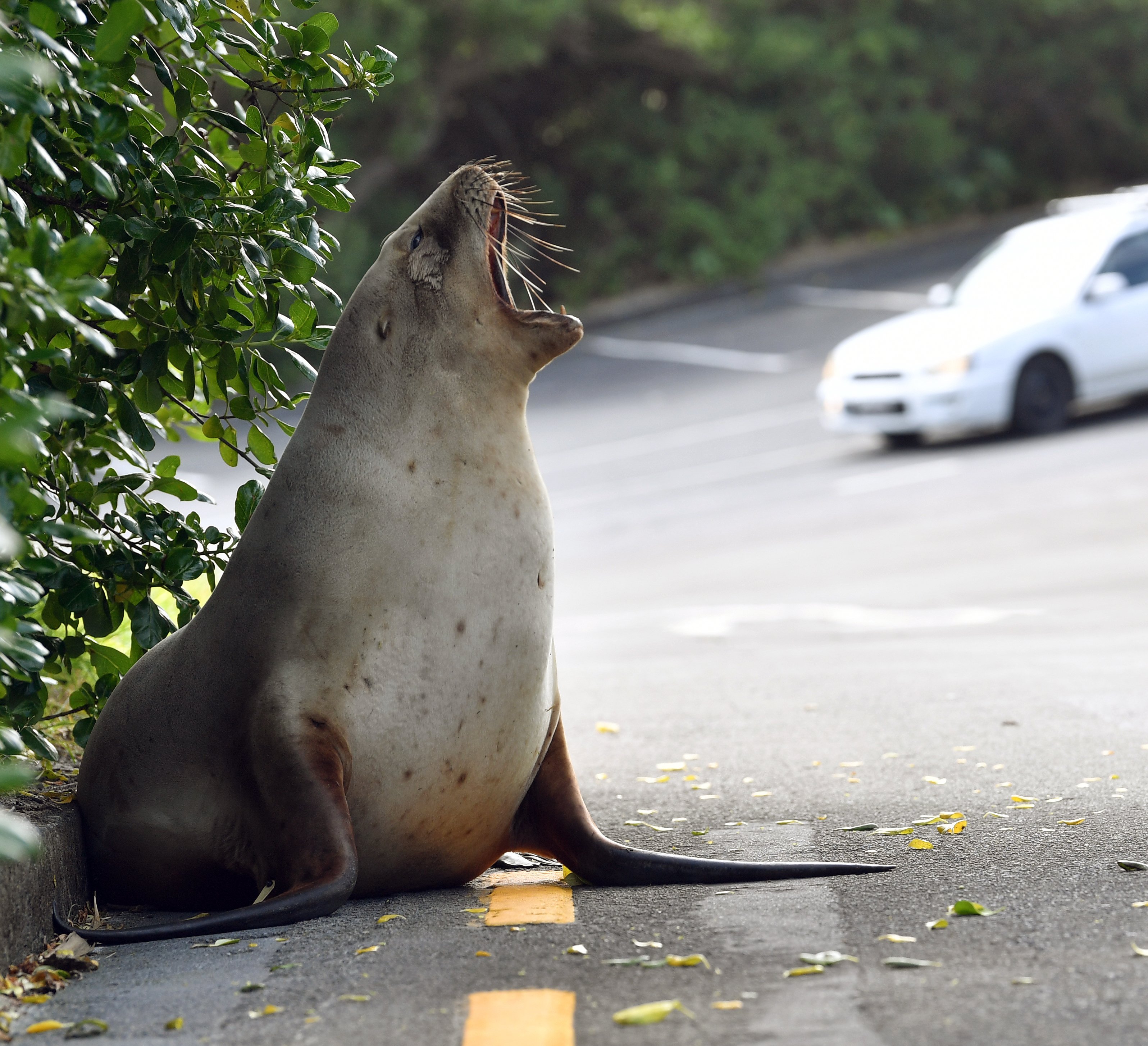 Motorists are being reminded to stay alert as sea lions are wandering and sleeping on roads near...
