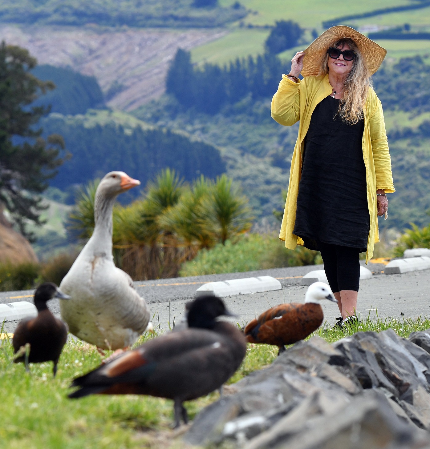 Jo Taylor takes a gander at a plucky goose who has ousted a father paradise shellduck in Broad...