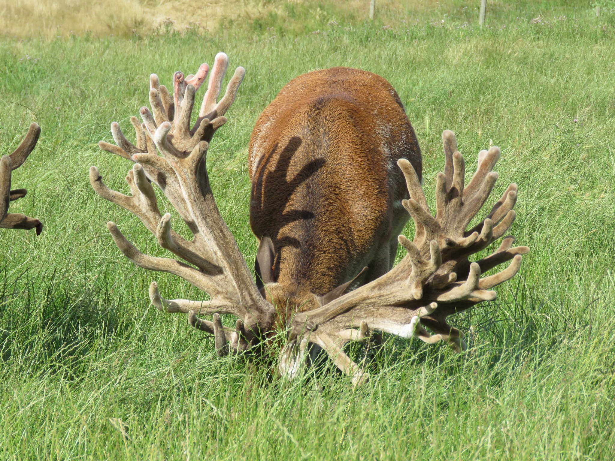 Two southern stags each fetch $75,000 | Otago Daily Times Online News