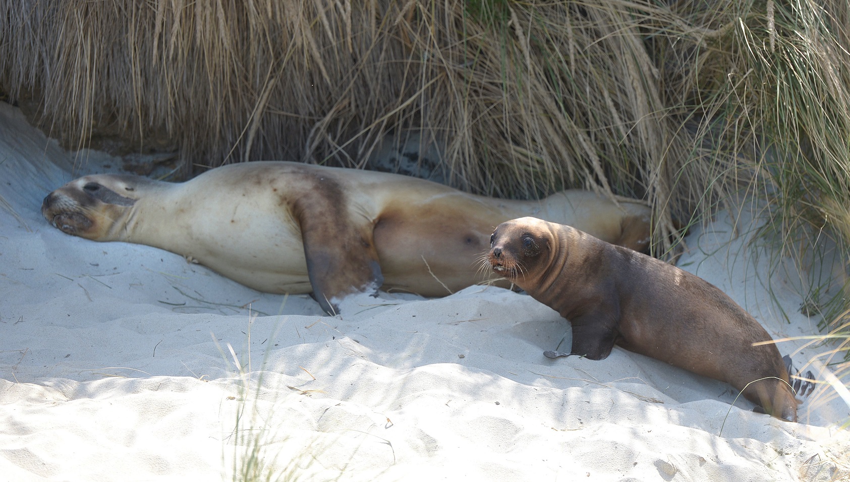 Former Normanby St resident sea lion mum Mika and her as-yet unnamed pup have relocated to St...