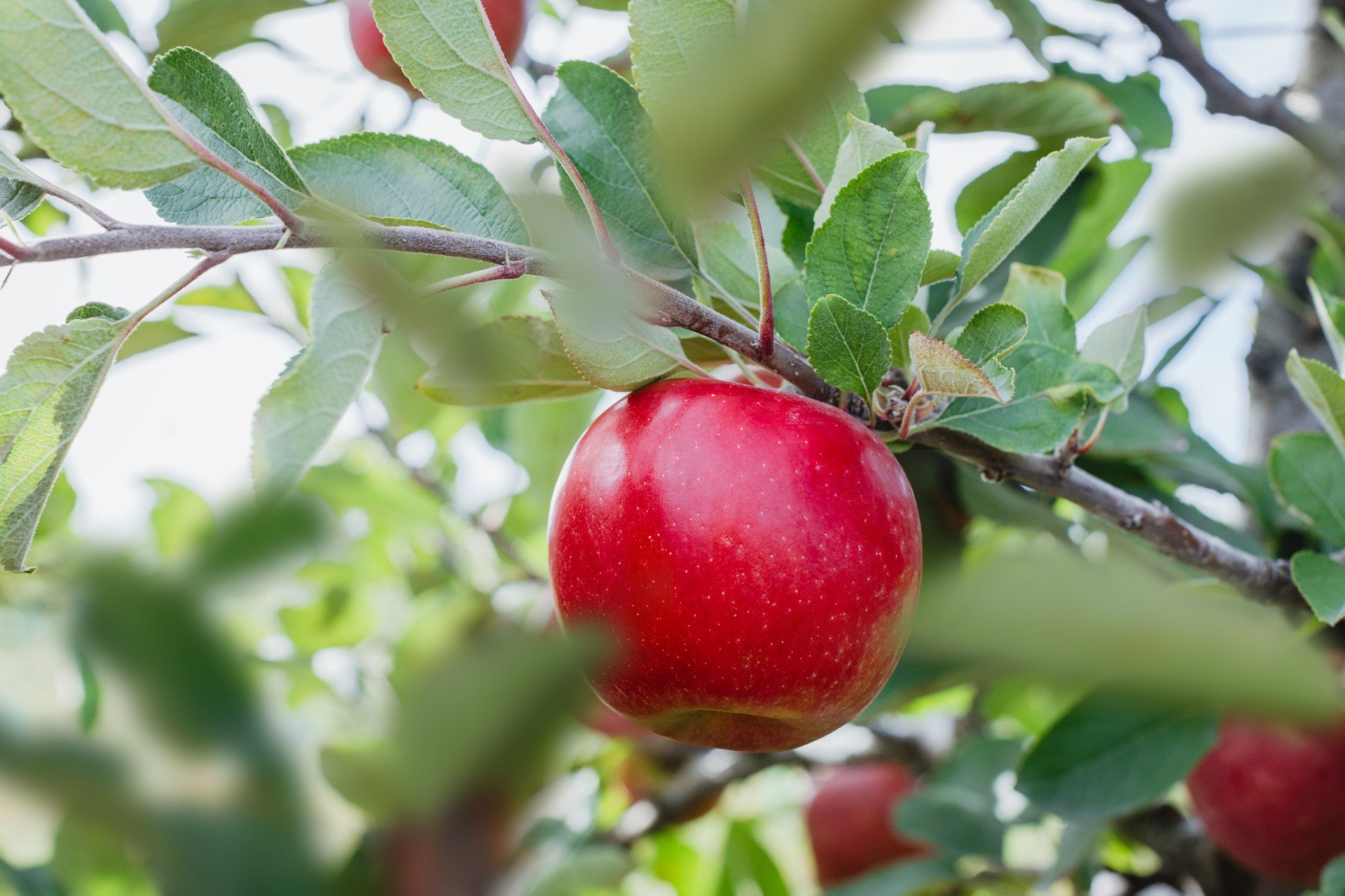T&G has just announced the first planting of its new Joli apple variety in Canterbury. Photo: T&G