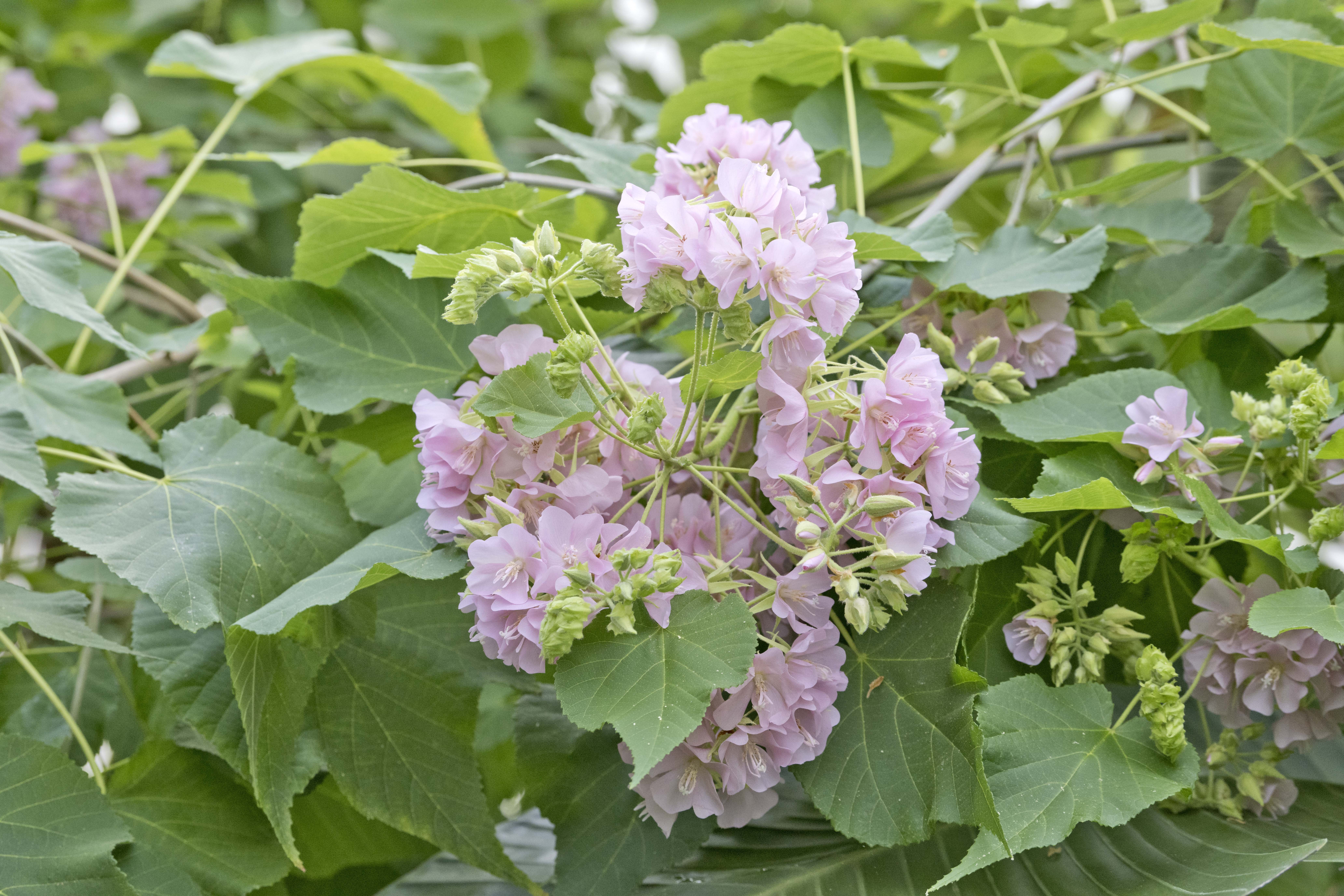 Dombeya burgessiae at the Dunedin Botanic Garden. PHOTO: GERARD O'BRIEN