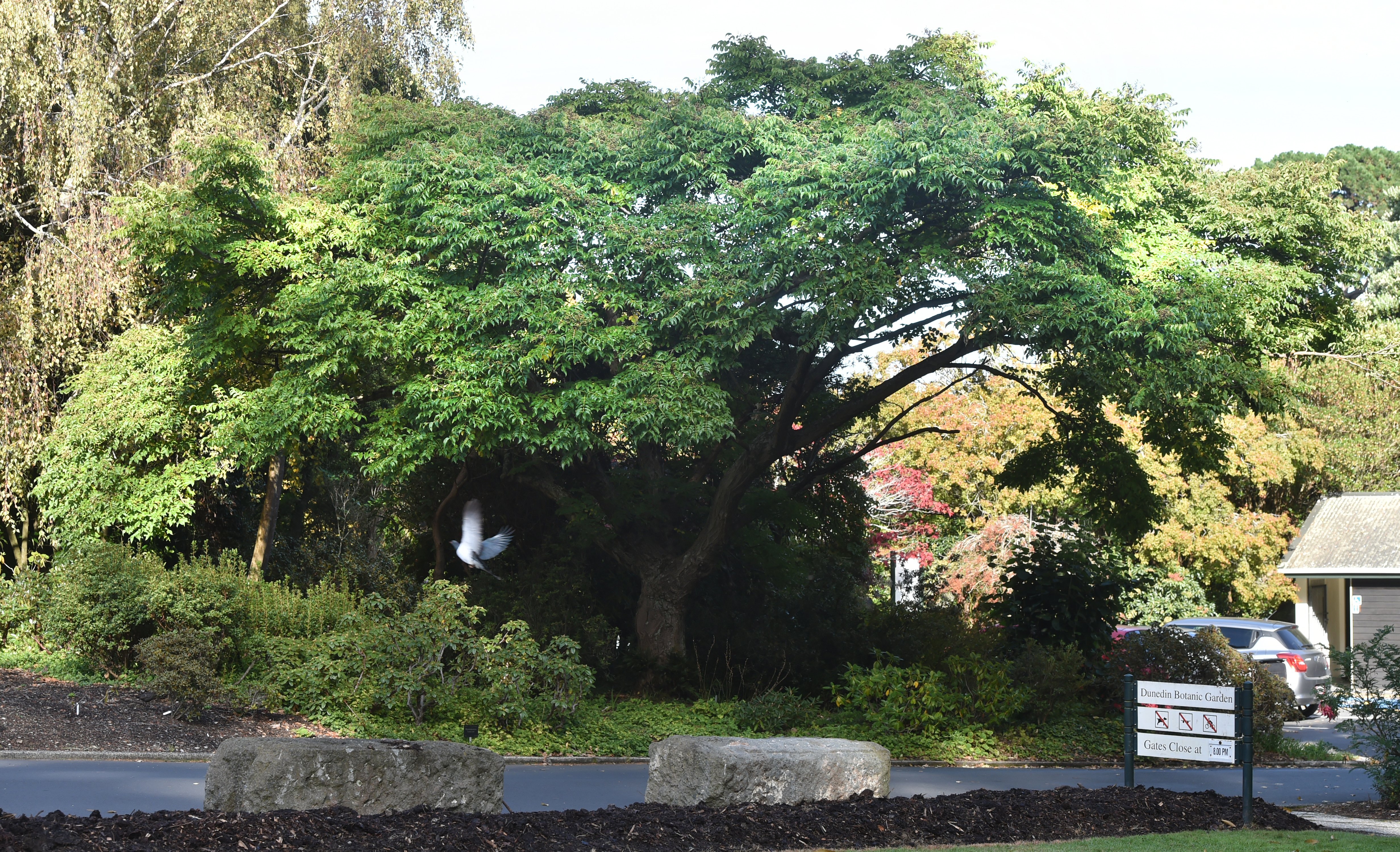 Phellodendron amurense, the Amur cork tree, is located in the upper garden at the Dunedin Botanic...