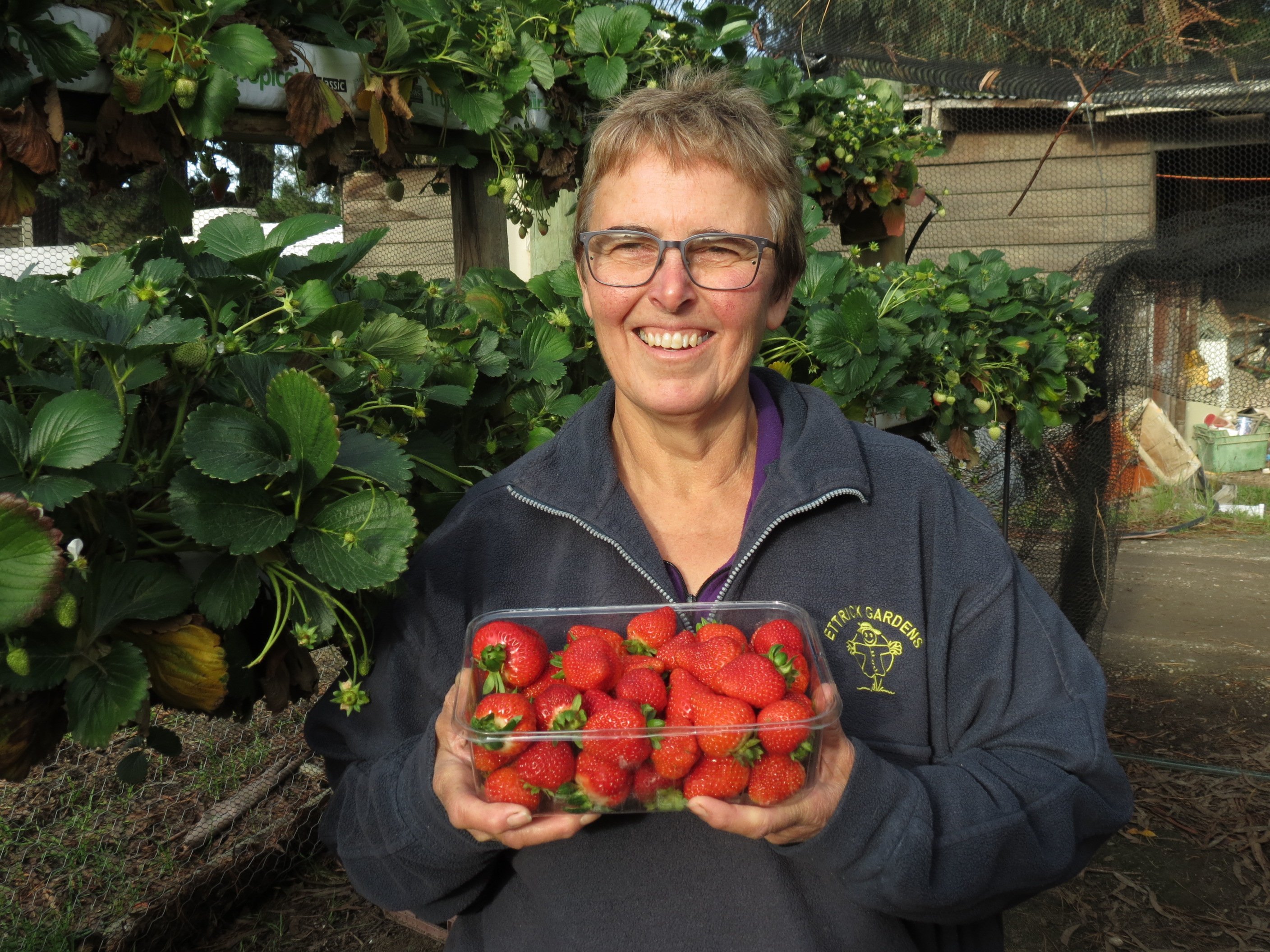 Ettrick Gardens owner Heather Preedy shows off some of the strawberries produced on the farm...