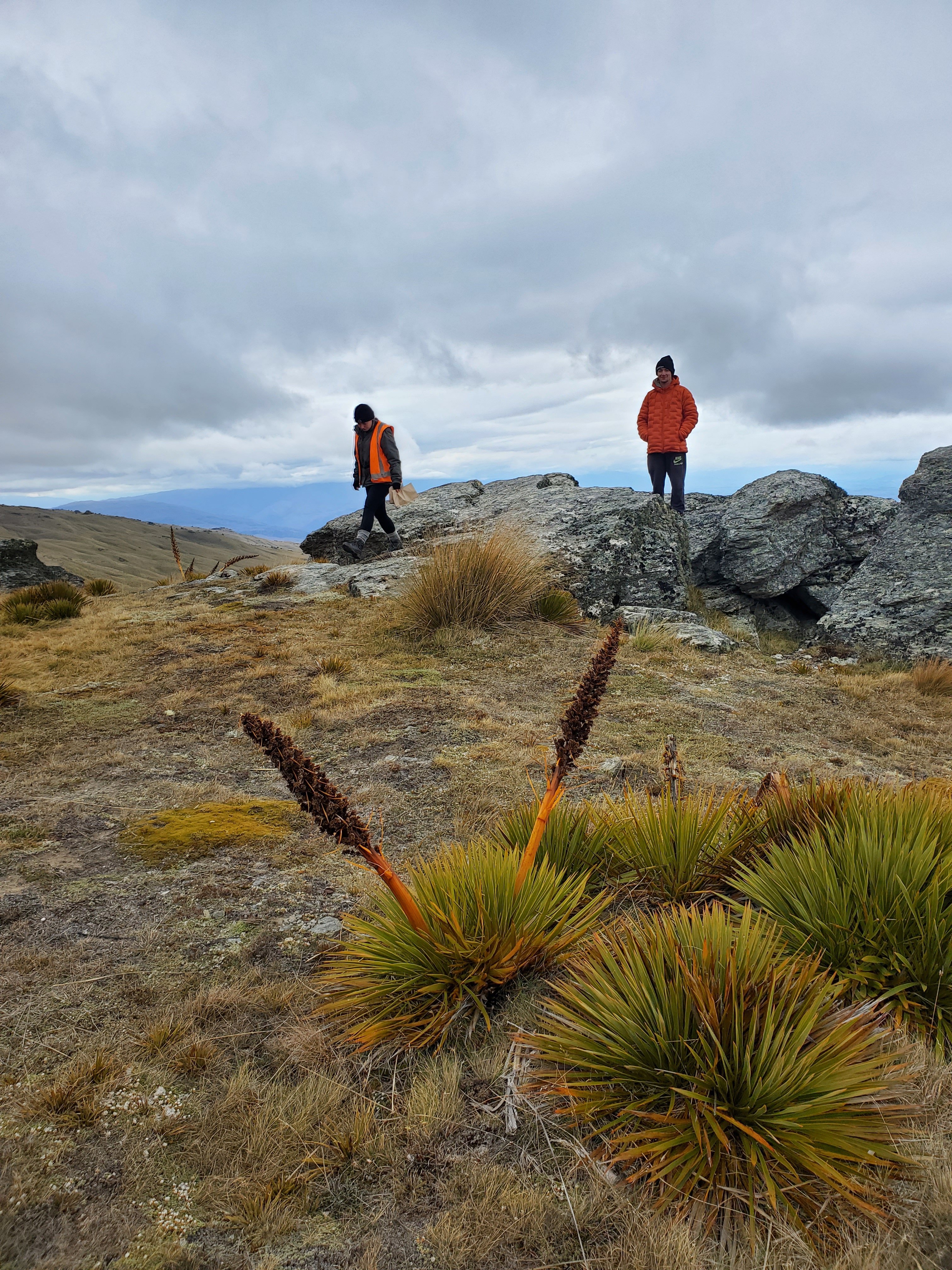 Aciphylla aurea, also known as golden spaniard or golden speargrass. PHOTOS: KATE CALDWELL/JESS...