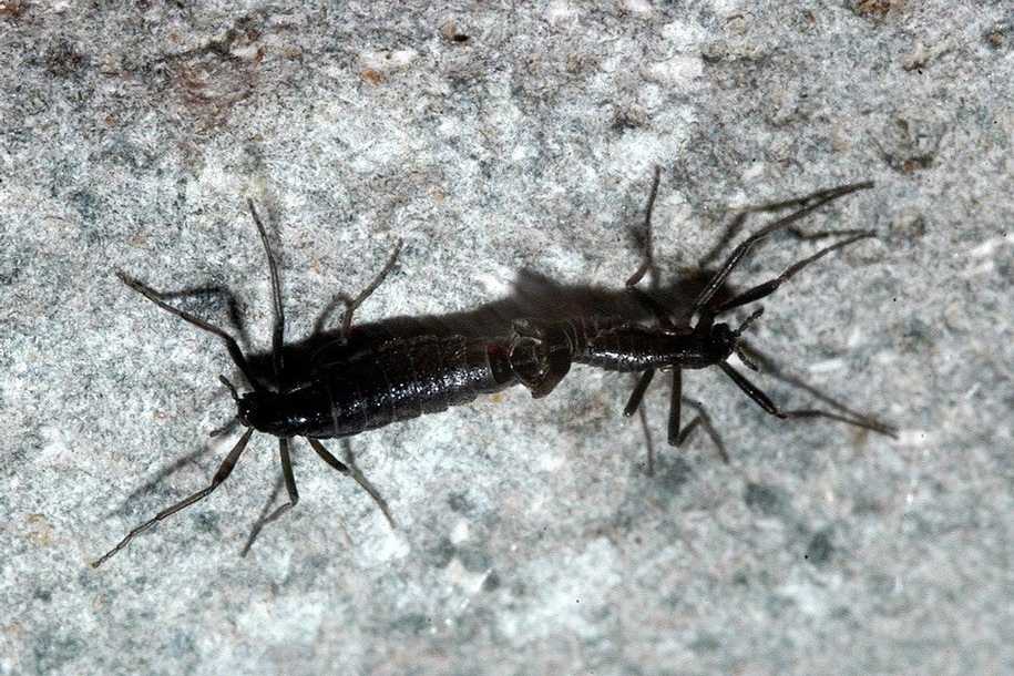 Belgica antarctica, Antarctica’s only endemic insect and a harmless true fly; female left, male...