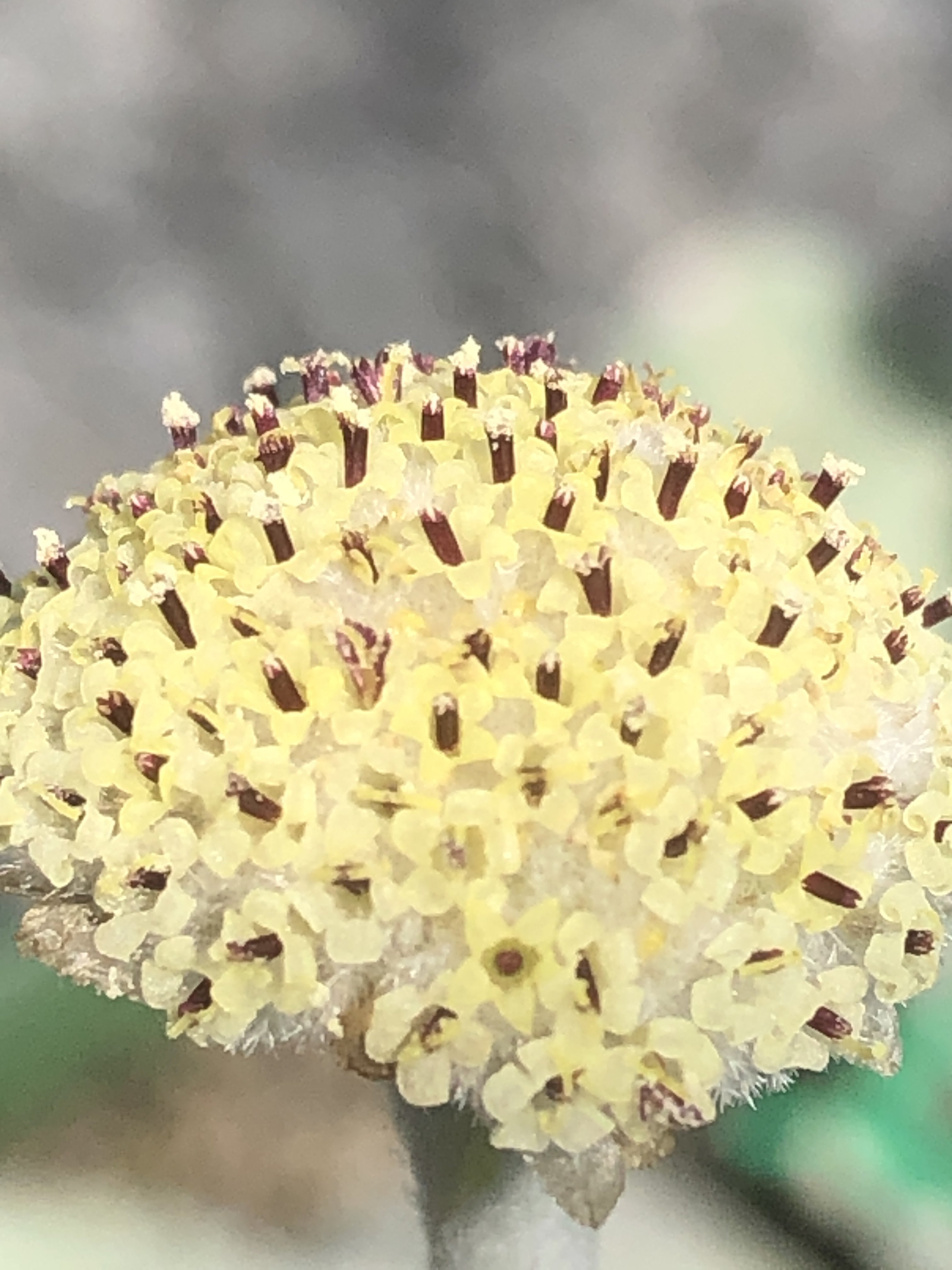 Craspedia argentea flowers at Dunedin Botanic Garden. PHOTO: SUPPLIED