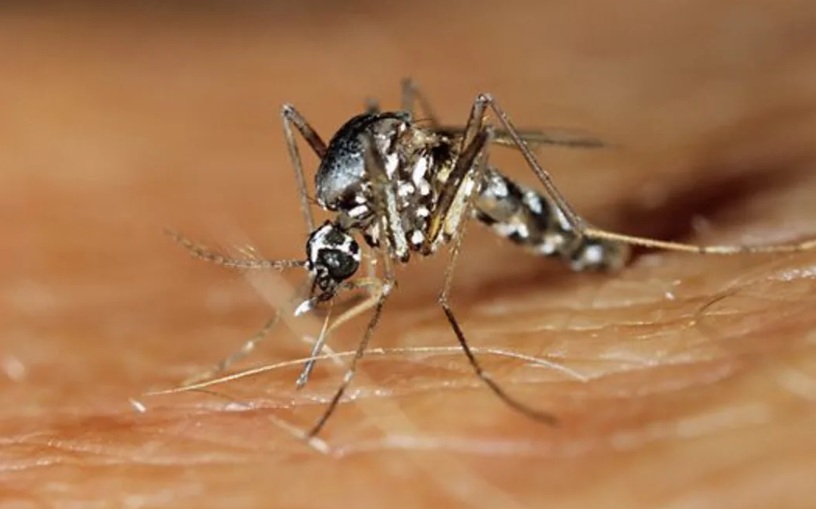 Recent rain and humidity have increased mosquito activity in Rarotonga. Photo: SCIENCE PHOTO LIBRARY
