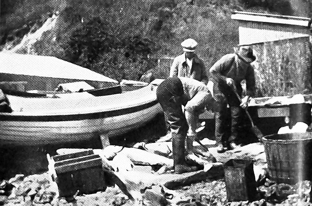 Landing a haul of fish at Nugget Point. — Otago Witness, 3.3.1925
...