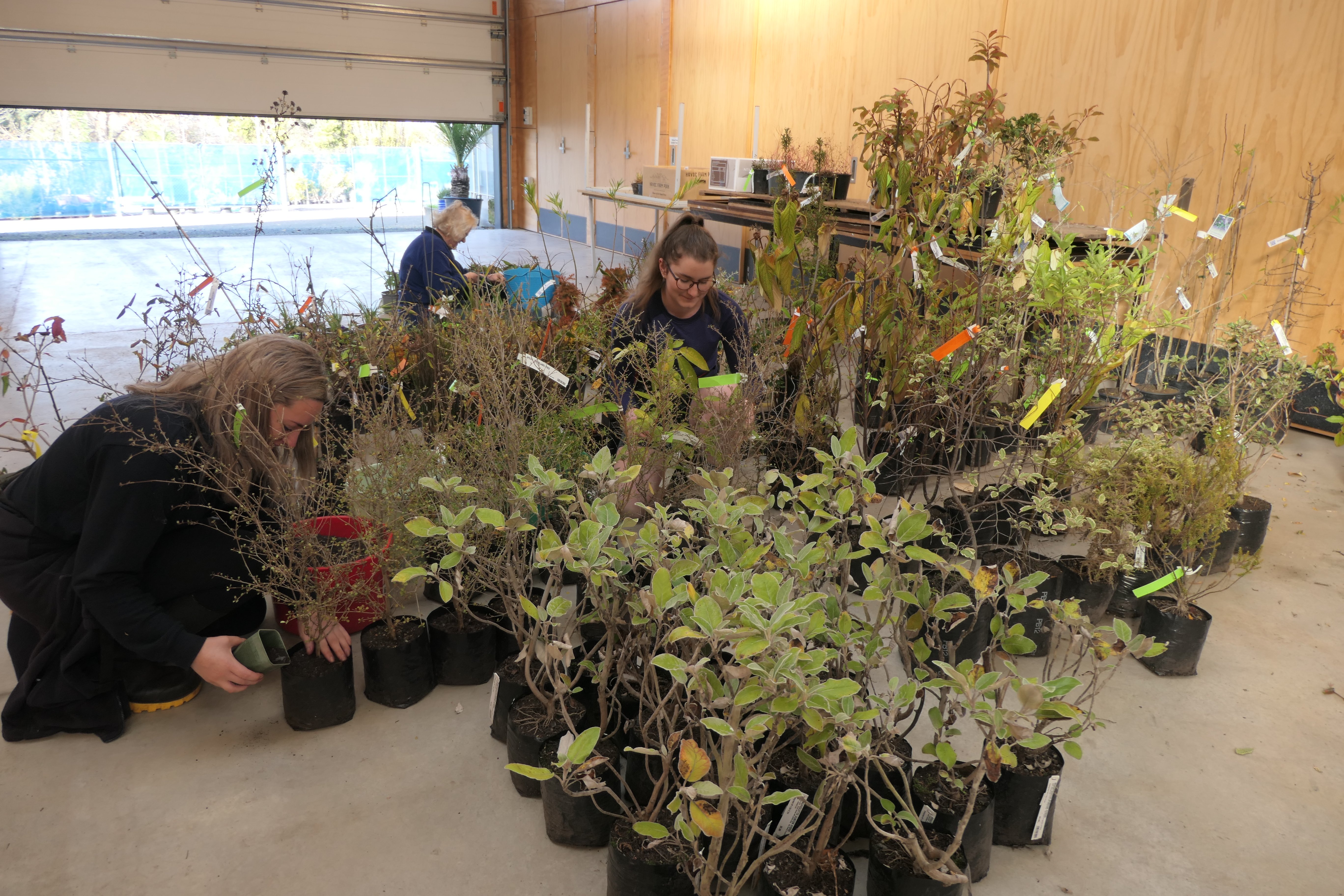 Friends of the Dunedin Botanic Garden prepare for Saturday's plant sale. PHOTO: SUPPLIED