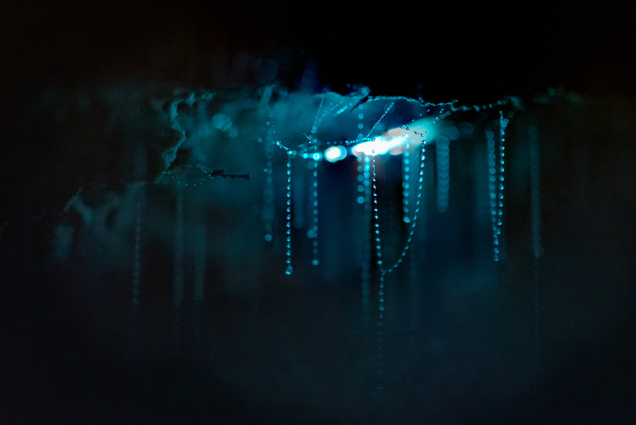 Glow worms. PHOTO: GETTY IMAGES