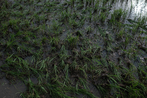 Monsoon rains have hit India eight days earlier than expected, the earlier in 16 years. Photo:...