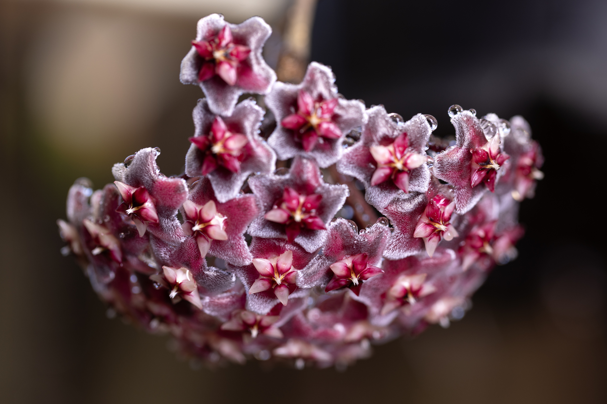 Hoya carnosa is one of the most common and reliable species to grow indoors. PHOTO: GETTY IMAGES