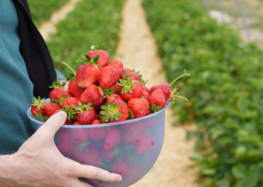 Self-picked strawberries. PHOTO: GETTY IMAGES