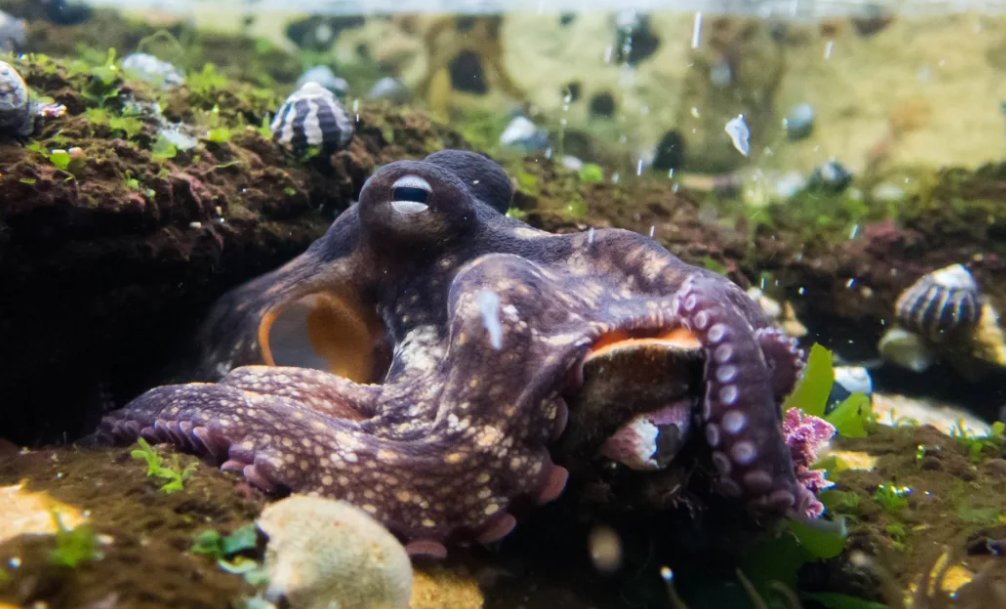 A species native to New Zealand waters is the Octopus tetricus, commonly known as the Gloomy...
