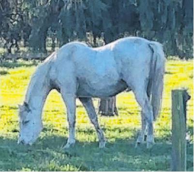 Ice was back peacefully grazing after his ordeal. PHOTO: SUPPLIED