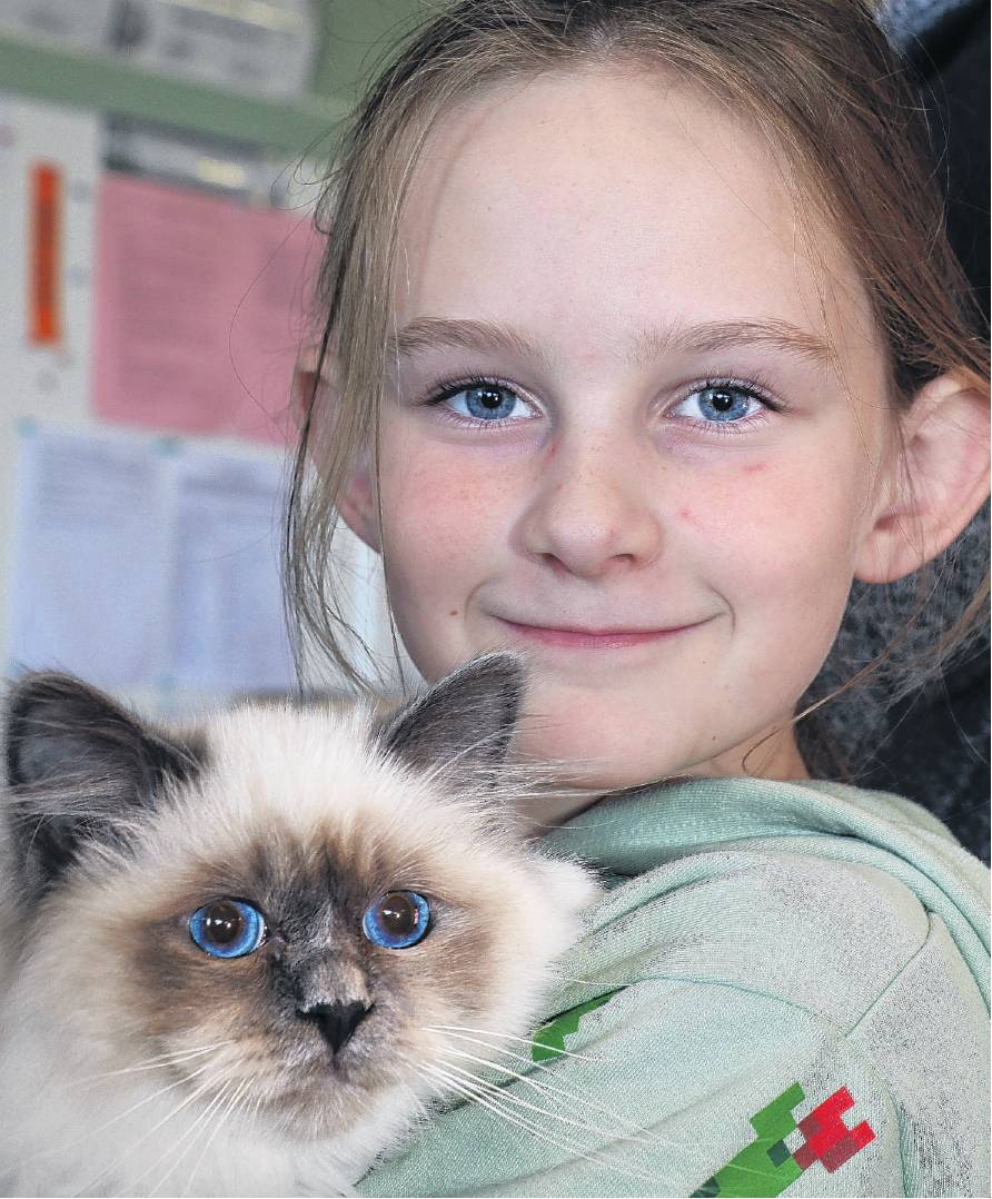 A four-month-old Birman Blue Point bundle of white and grey fluffiness, attracted the eye of...