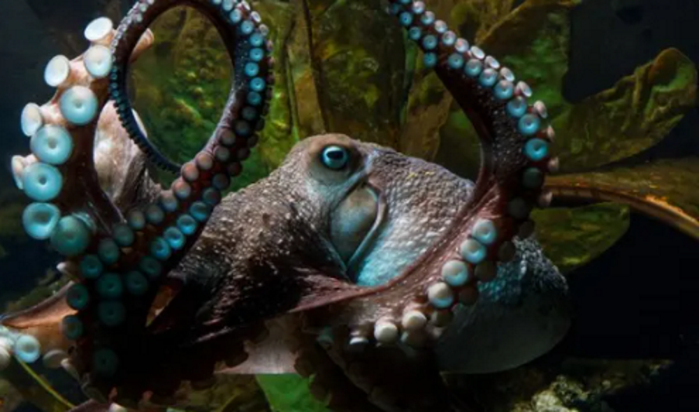 Inky the octopus made international headlines when he escaped Napier's aquarium in 2016. Photo:...