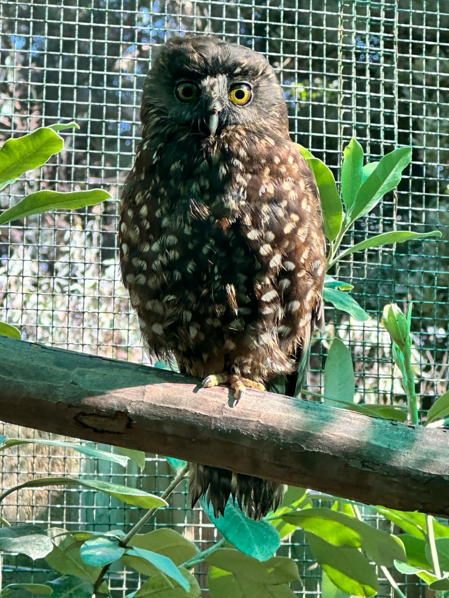 Ruru Maroon Pullover during his rehabilitation stay at the Dunedin Botanic Garden aviary. PHOTO:...
