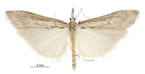 Orocrambus sophistes. photo: supplied