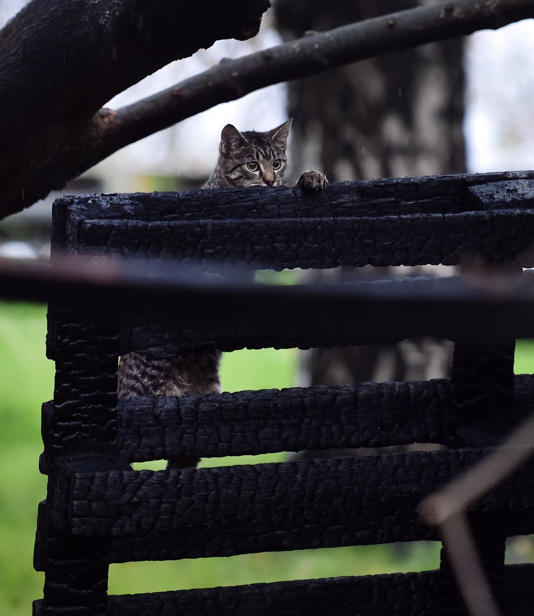 A cat peers over the charred remains. Photo: Peter McIntosh