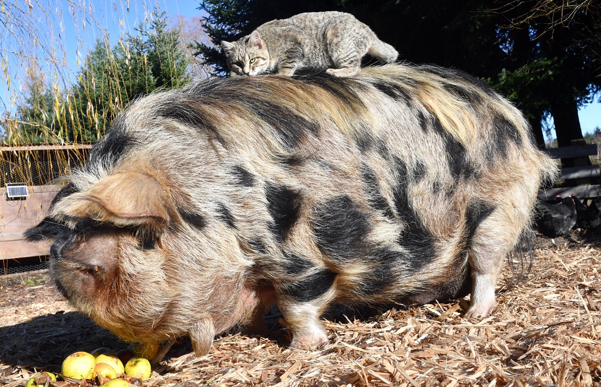 Piglet, the feral kitten, hitches a ride on Starsky, the kunekune pig, in Naseby. Photos: Stephen...