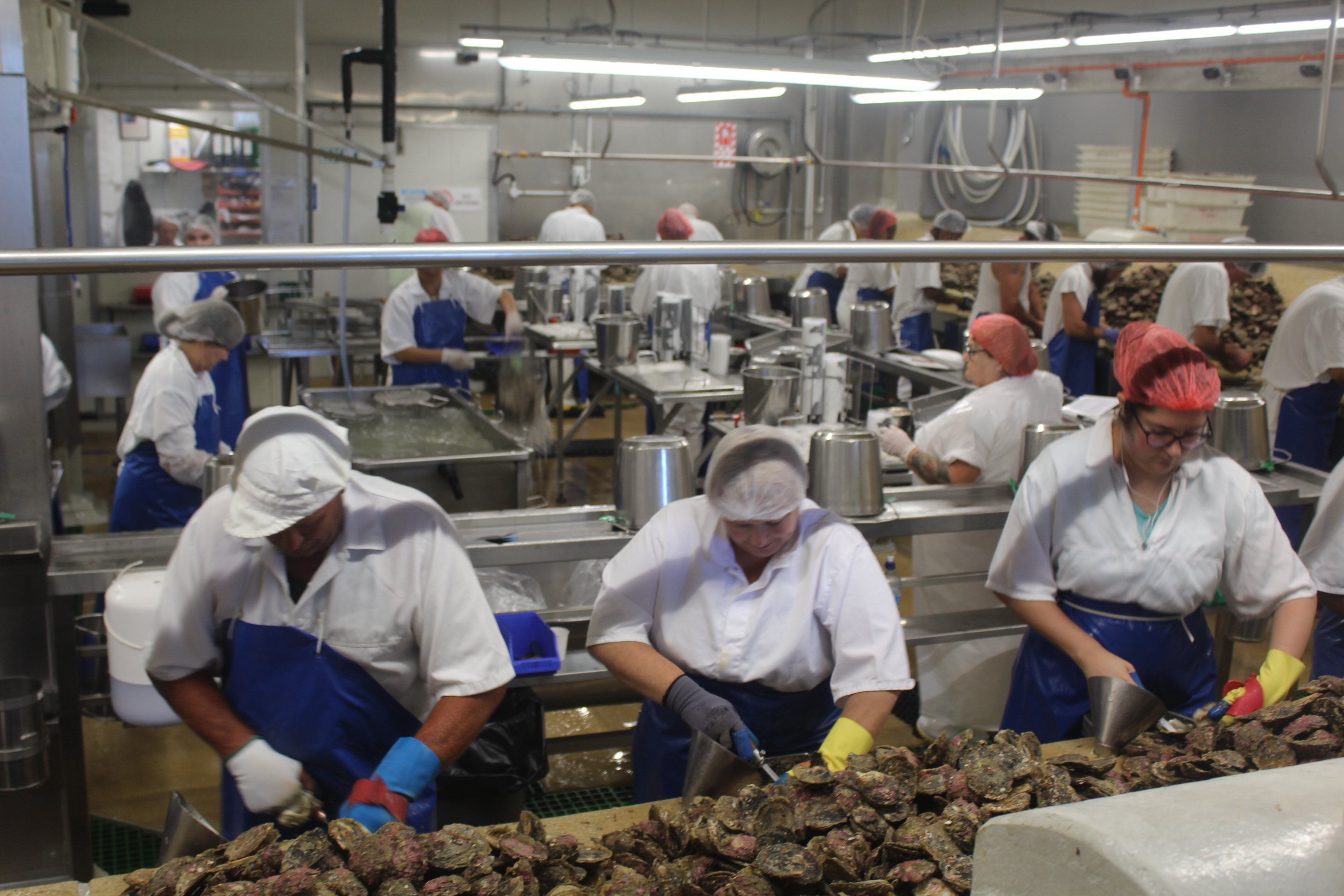 Shuckers at Barnes Wild Bluff Oysters shuckers have had a slow few weeks. Photo: APL Files