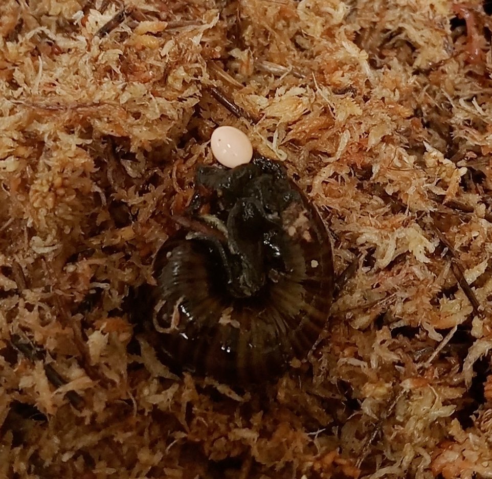 A Powelliphanta augusta snail lays an egg. PHOTO: DOC