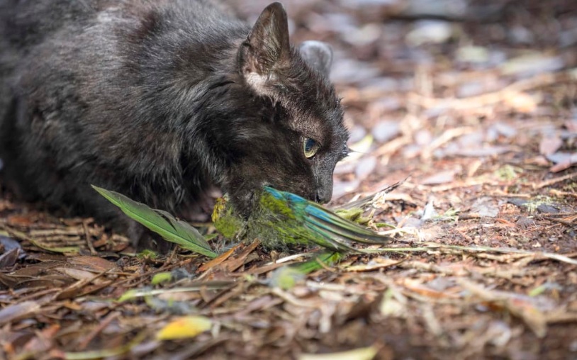 Sausage baits are the latest weapon in the ongoing battle against the scourge of feral cats. File...