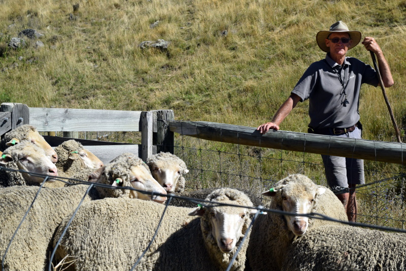 Earnscleugh Station co-owner Alistair Campbell at the Omakau Earnscleugh Collie Club’s annual...