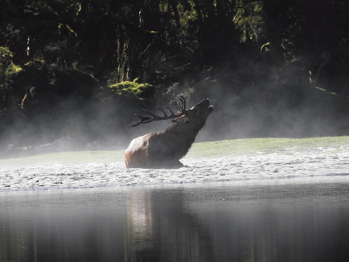 A wapiti in Fiordland National Park. PHOTO: SUPPLIED
