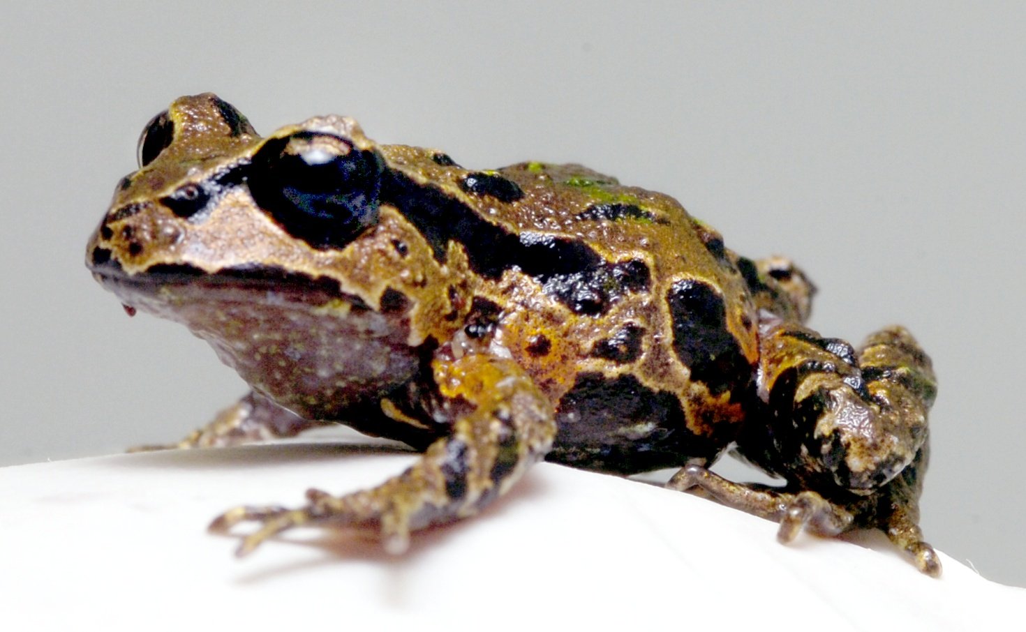 A rare New Zealand native, an Archey’s frog. PHOTO: ODT FILES
